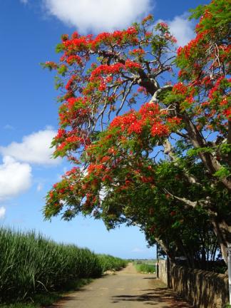 Le flamboyant à l'Ile Maurice, nature et découvertes