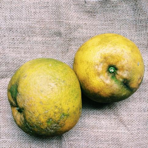 bergamote ile maurice fruits tropicaux