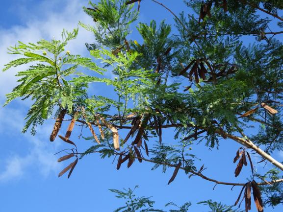 Les acacias de l'Ile Maurice, nature et découvertes